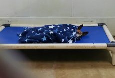 Senior Dog Tucks Himself In Every Night Waiting For A Family