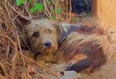 Dog Kicked Out By Family Stayed Close By Hoping They’d Let Her Back In