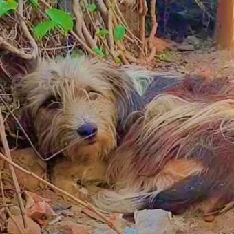 Dog Kicked Out By Family Stayed Close By Hoping They’d Let Her Back In