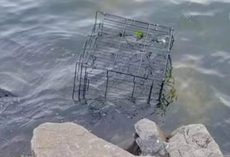 Dog’s Barks Broke Calm Of The River When Banged Up Cage Floats Over