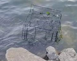 Dog’s Barks Broke Calm Of The River When Banged Up Cage Floats Over