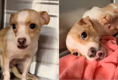 Dog Passed Over For ‘Ugly Underbite’ Deserves A Family Who Knows His Worth