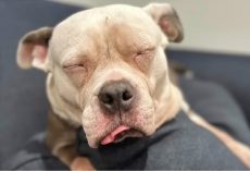 After Years Of Confinement, Caged Dog Gets Her First Taste Of Freedom