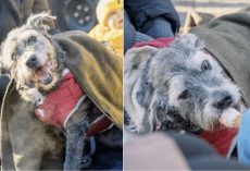 Dog’s Sendoff Was An Upbeat Celebration Filled With Everything She Loved