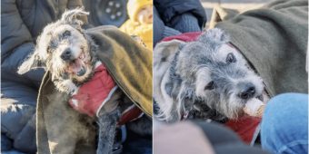 Dog’s Sendoff Was An Upbeat Celebration Filled With Everything She Loved