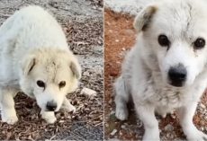 Senior Dog ‘Kicked Out’ When Owner Got A New Puppy, Asks Owner To Take Him Back