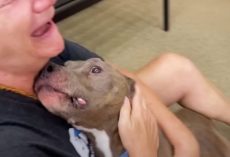 Woman Turns Into Puddle Of Tears When Dog Walks In After 8 Years Apart