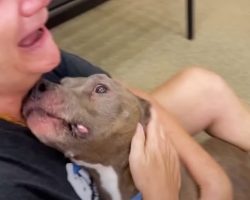 Woman Turns Into Puddle Of Tears When Dog Walks In After 8 Years Apart