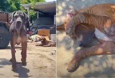 Dogs Survived a House Fire, But Their Real Rescue Was Still to Come