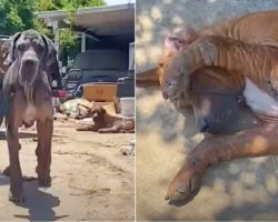 Dogs Survived a House Fire, But Their Real Rescue Was Still to Come