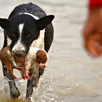 Dog Leaps Into River, Emerges With Puppy Swept Away By Current