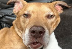 Gray Muzzled Old Dog ‘Fooled’ Everyone About His Age