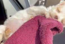 Woman Cradles Newborn Pup Dying On Hot Pavement, Praying ‘Love Sparks Life’