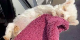 Woman Cradles Newborn Pup Dying On Hot Pavement, Praying ‘Love Sparks Life’