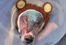 Alaska dog burned in devastating fire makes miraculous recovery