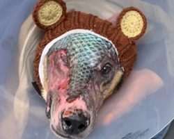 Alaska dog burned in devastating fire makes miraculous recovery