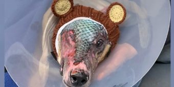 Alaska dog burned in devastating fire makes miraculous recovery