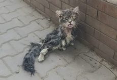 Paralyzed cat left to fend for herself on the streets