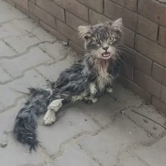 Paralyzed cat left to fend for herself on the streets