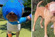 Buddy was cruelly set on fire and strangled with an extension cord – but look at him today