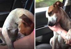 Puppy freed from unhappy life in chains, makes rescuer cry when he thanks her