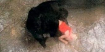 The story of Binti Jua: The gorilla who stunned the world