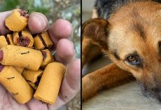 Fishhooks hidden in dog treats endanger pets and wildlife on popular trail