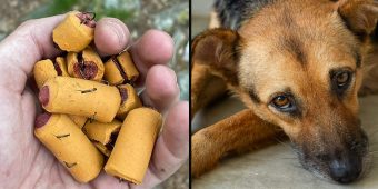 Fishhooks hidden in dog treats endanger pets and wildlife on popular trail