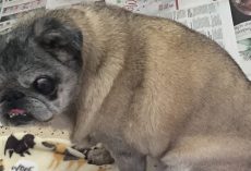Abandoned pug left in a box gets a second chance — then breaks hearts one last time