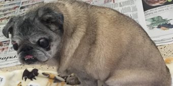 Abandoned pug left in a box gets a second chance — then breaks hearts one last time