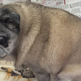 Abandoned pug left in a box gets a second chance — then breaks hearts one last time