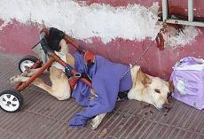 Disabled dog abandoned with a bag of diapers and a note