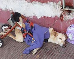 Disabled dog abandoned with a bag of diapers and a note