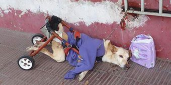 Disabled dog abandoned with a bag of diapers and a note