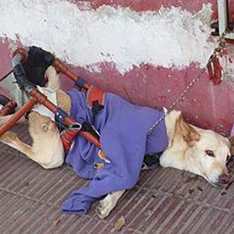 Disabled dog abandoned with a bag of diapers and a note