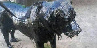 Dog was completely covered in tar — now his transformation is stunning everyone