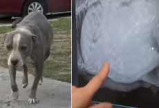 Pregnant pit bull mama staggers up to rescuers