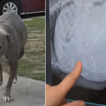 Pregnant pit bull mama staggers up to rescuers