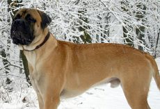 Dog walks 125 miles with ‘tears in her eyes’ to find owner who abandoned her