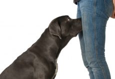 If your dog is sniffing your genital area, here is what it means