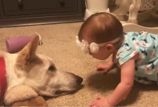Baby showers her dog with kisses on the nose – nobody could predict his response