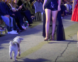 Adorable Dog Crashes Fashion Show and Steals the Spotlight With Tug-Of-War Stunt