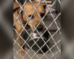 Shelter Dog Who’s Waited Over 1,800 Days Finds Comfort in His “Emotional Support Bowl”