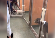 Shelter Dog Watches Sadly As Puppies Get Chosen Over Her — Until Everything Changes