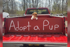 One Puppy Was Left Behind — But Her Rescuers Refuse to Give Up on Her