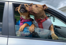 Dog Who Spent Nearly a Year in Shelter Can’t Contain Her Joy as She Finally Goes Home