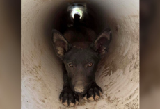 Homeowner Follows Desperate Cries — And Finds A Familiar Face Trapped In A Drainpipe