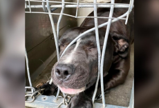 Lonely Shelter Dog Tries To Squeeze Through Kennel Bars Just For a Little Love