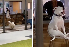 Dog at Doggy Day Care Refuses to Mingle — and She’s Totally Fine With That