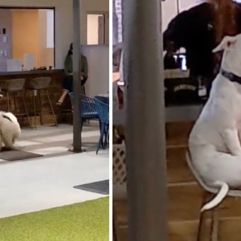 Dog at Doggy Day Care Refuses to Mingle — and She’s Totally Fine With That